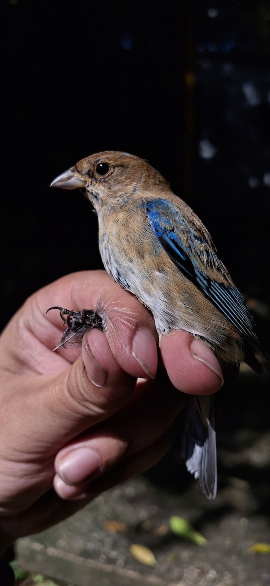 Indigo Bunting - ML645358691