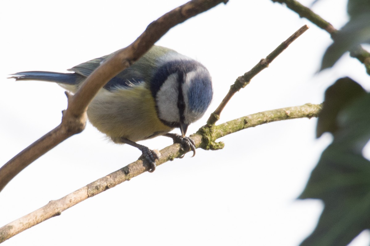 sýkora modřinka - ML645358693