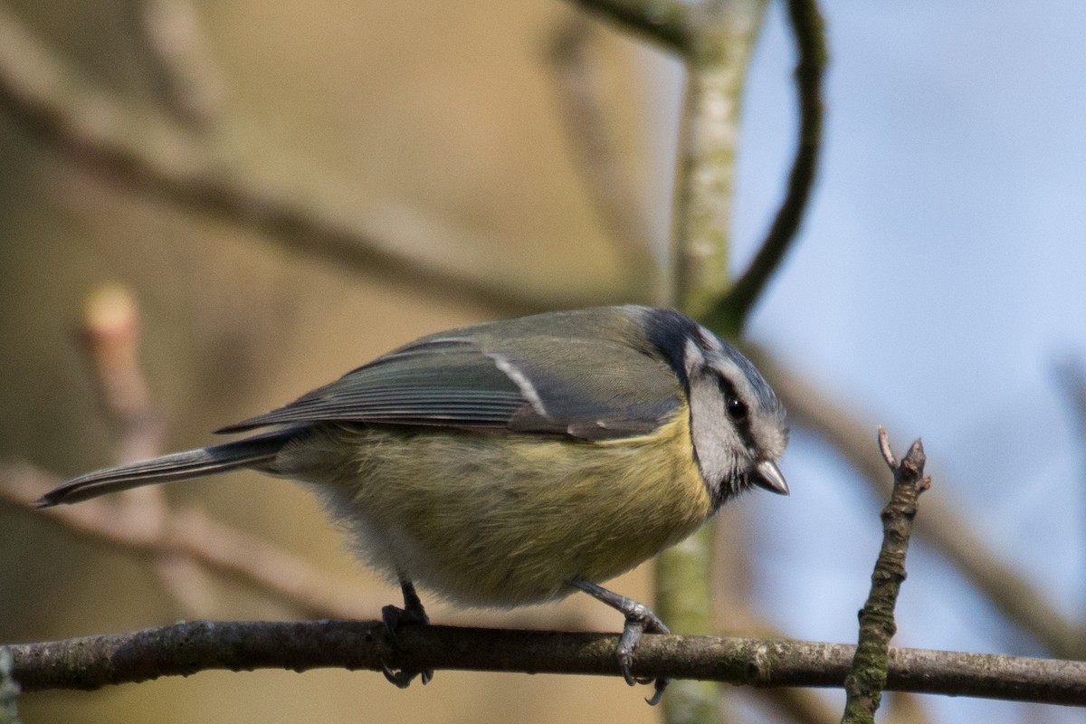 sýkora modřinka - ML645358694