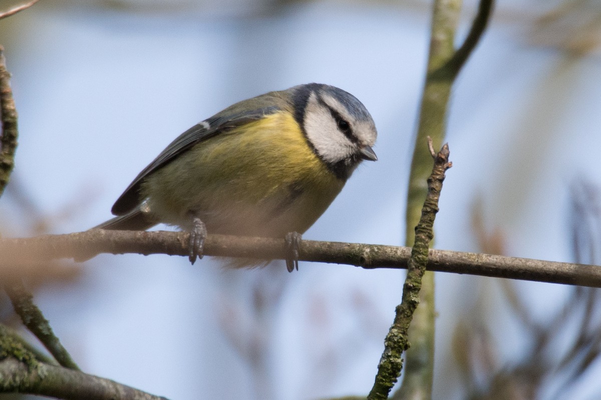 sýkora modřinka - ML645358695