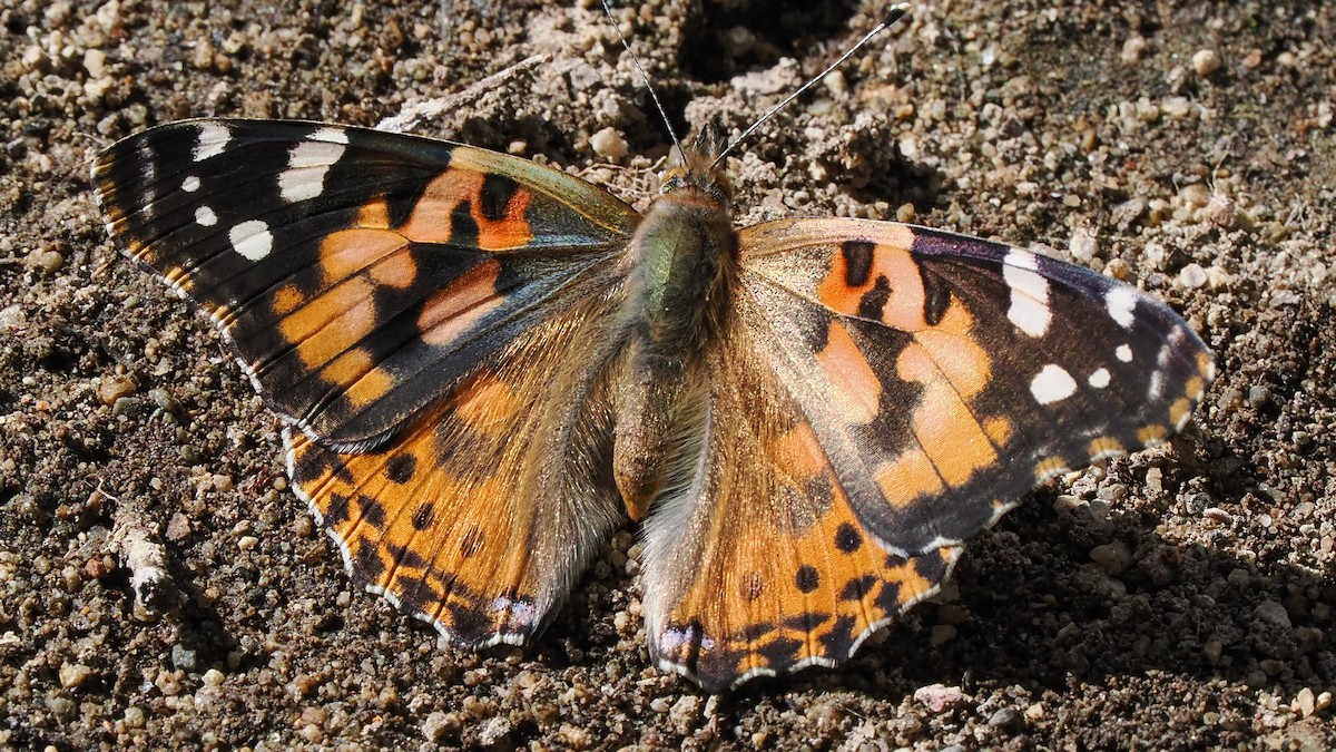 Painted Lady - ML645358700