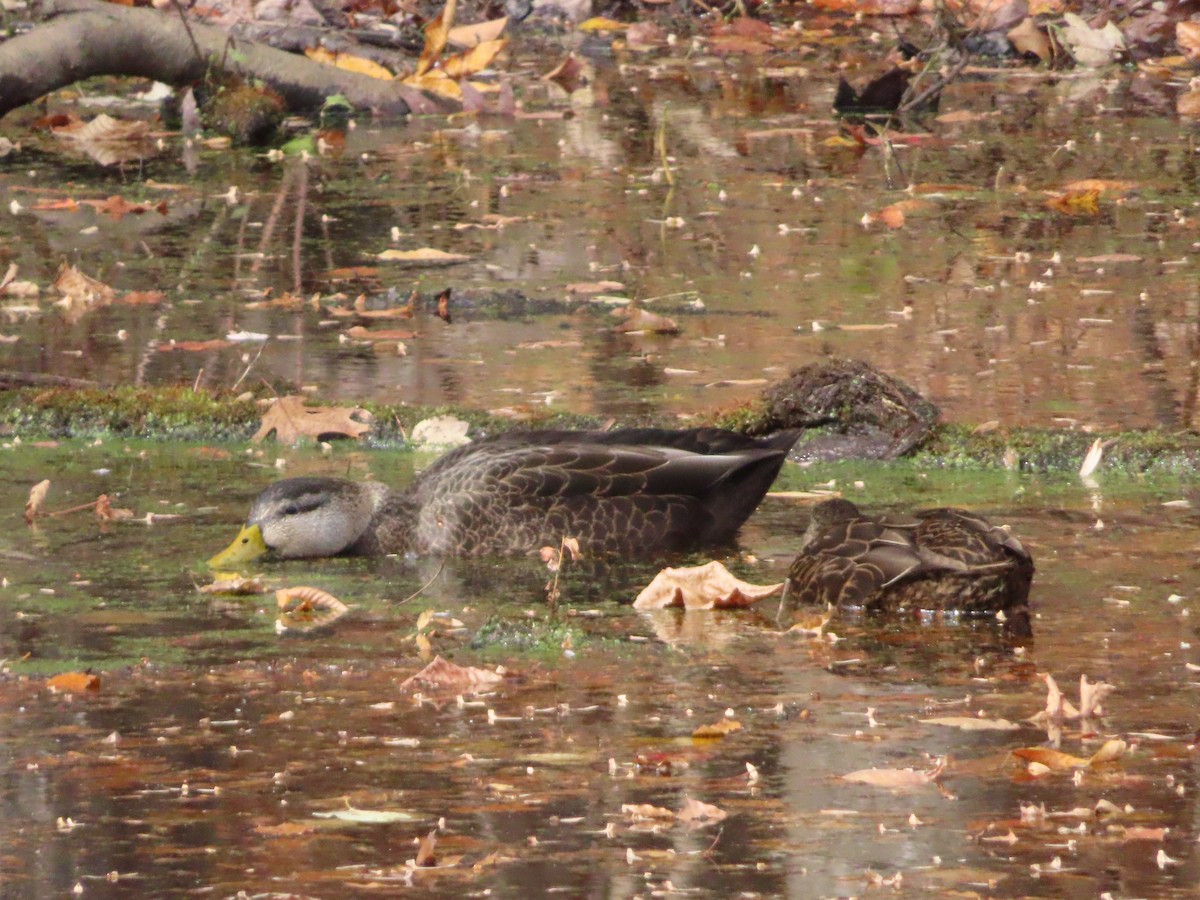 American Black Duck - ML645358701