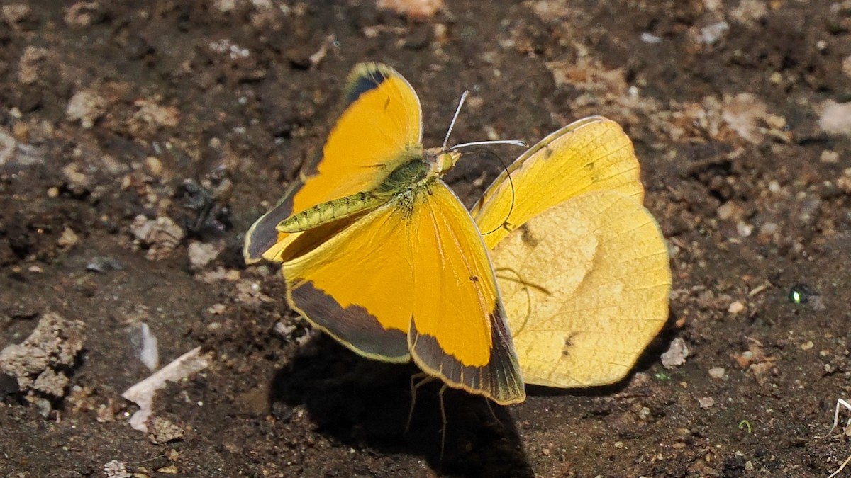 Sleepy Orange - ML645358702