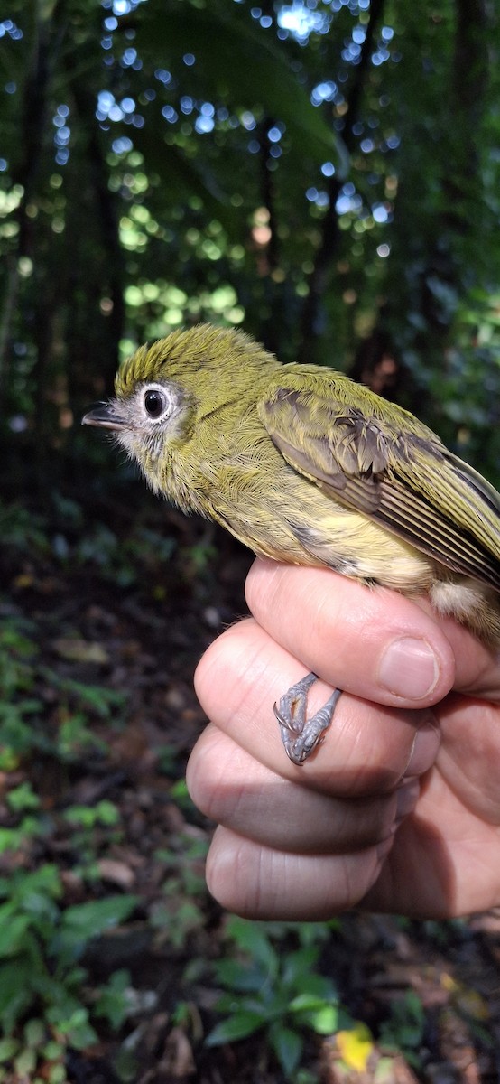 Eye-ringed Flatbill - ML645358704