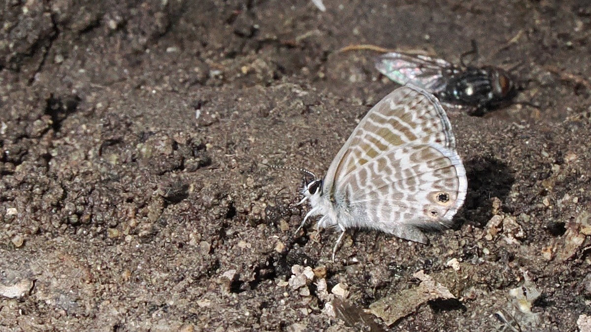 Marine Blue - ML645358708