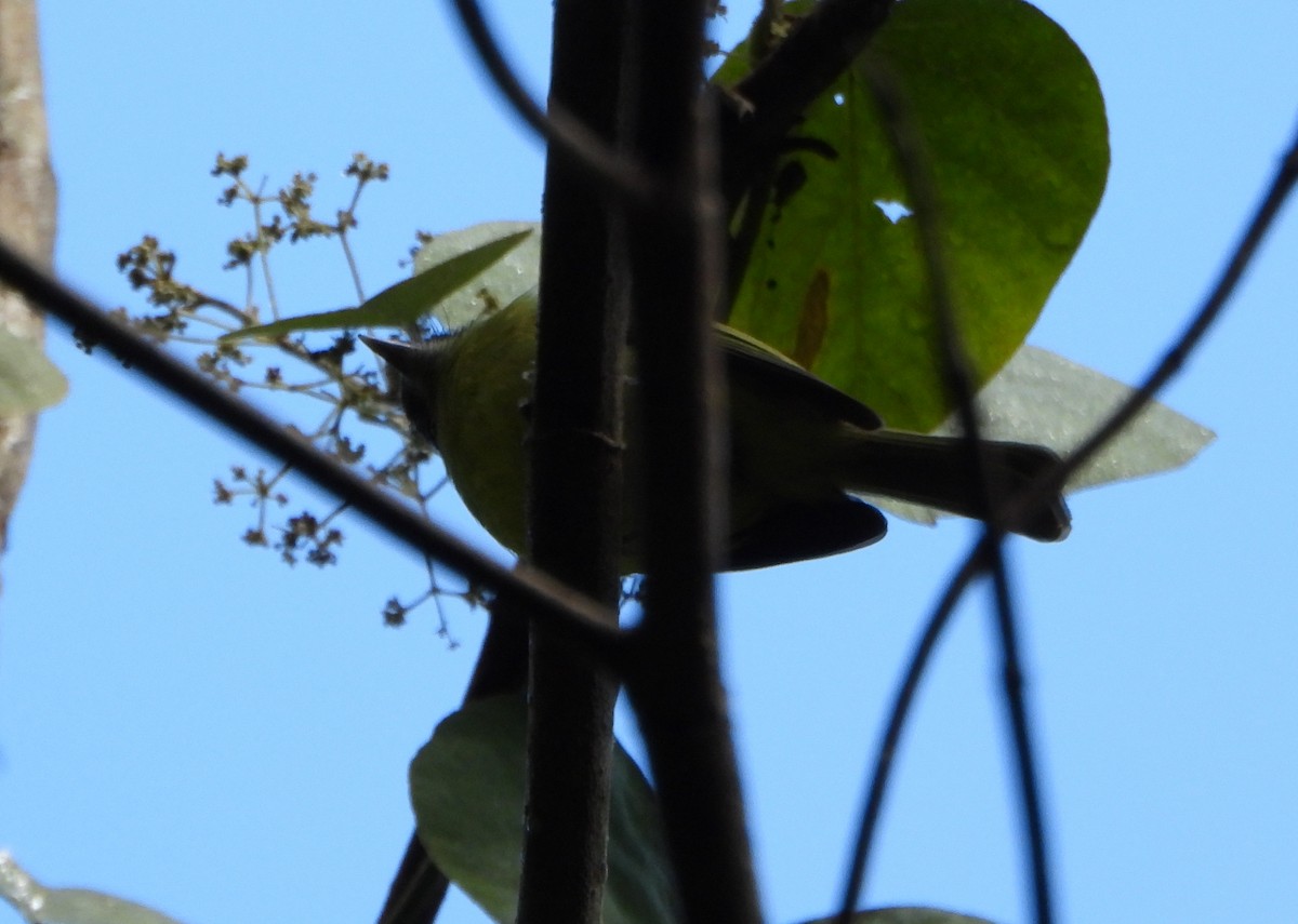 Marble-faced Bristle-Tyrant - ML645358712