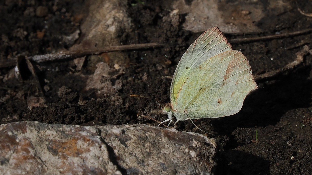 Mexican Yellow - ML645358720