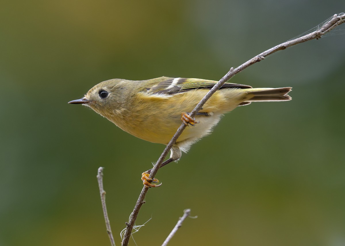 Золотомушка рубіновочуба - ML645358721