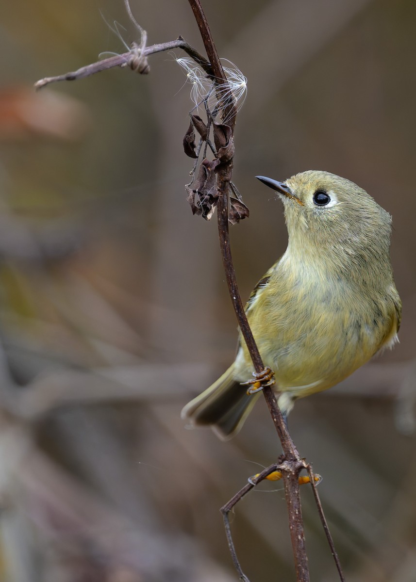 Золотомушка рубіновочуба - ML645358722