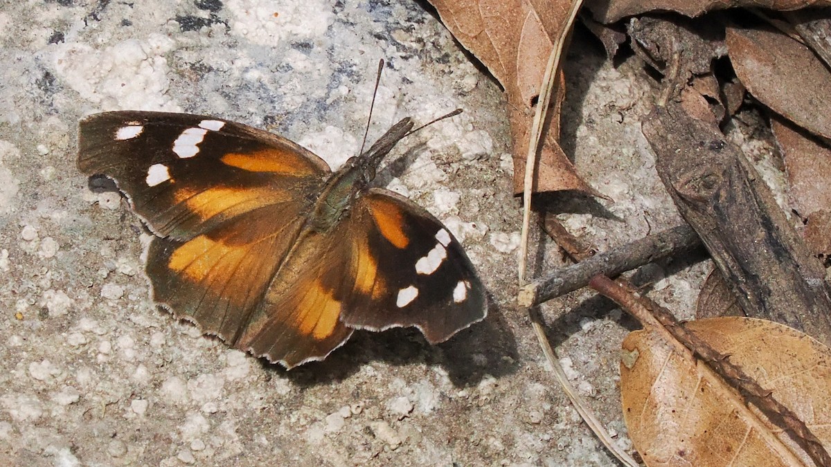 American Snout - ML645358726