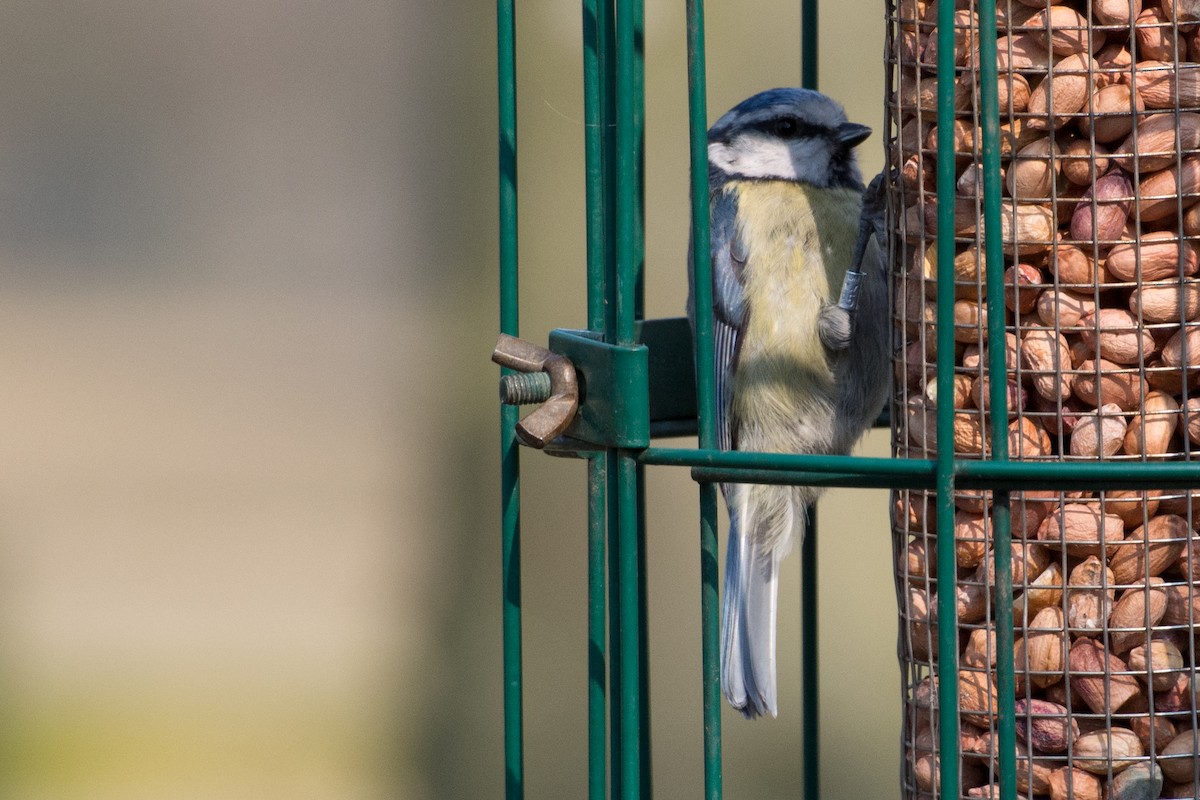 sýkora modřinka - ML645358728