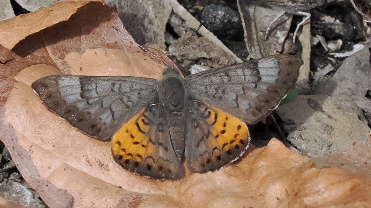 Zela Metalmark - ML645358737