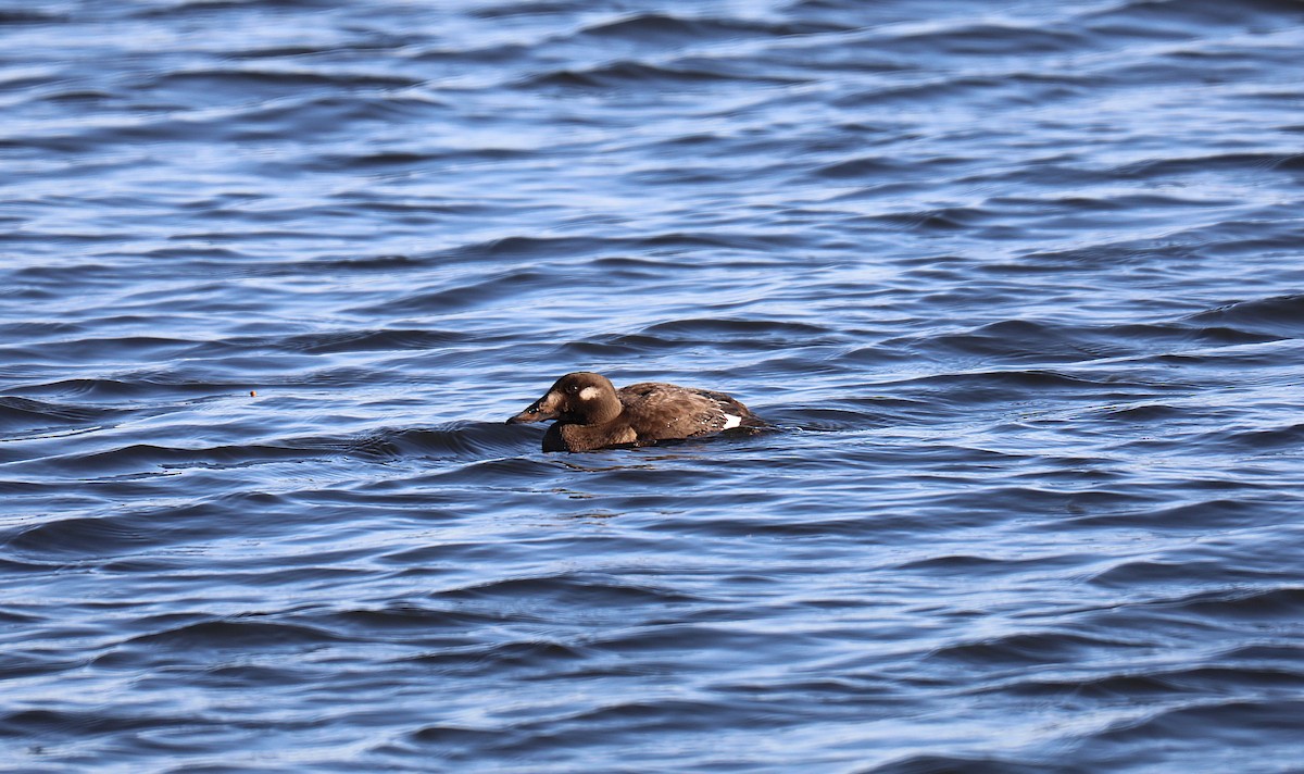 turpan kanadský - ML645358743