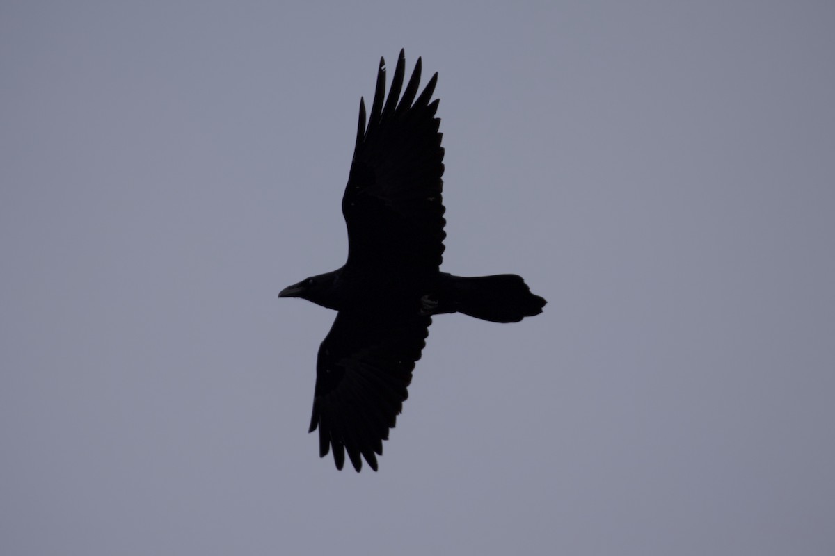 Erroi handia - ML645358746