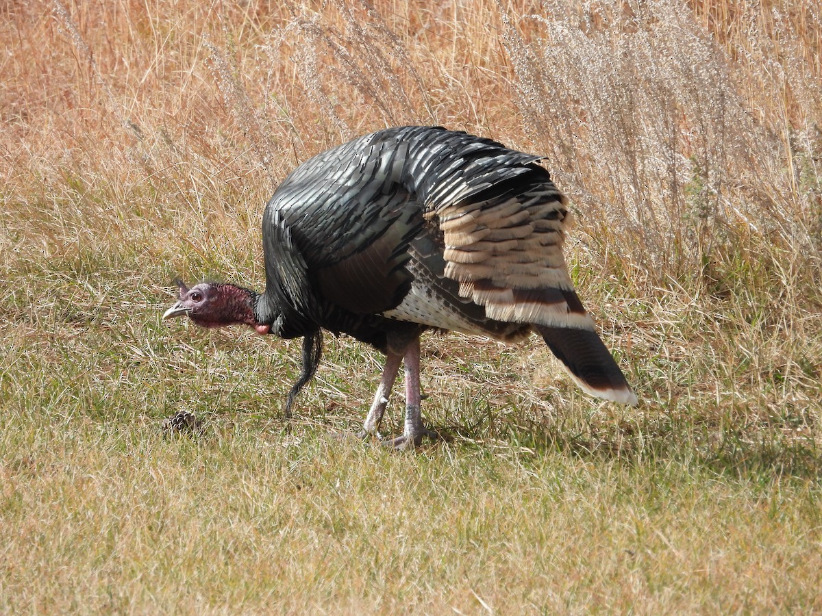 Wild Turkey - ML645358748
