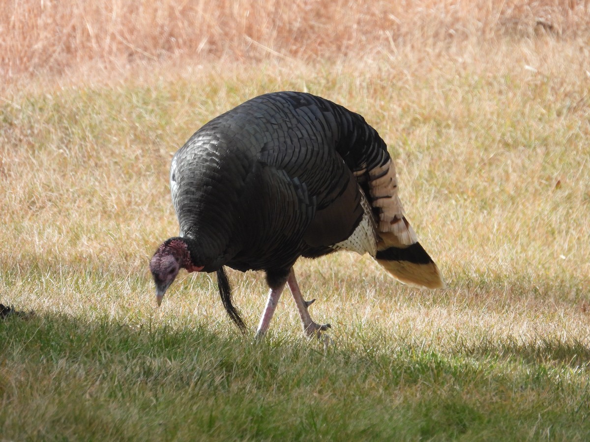 Wild Turkey - ML645358749