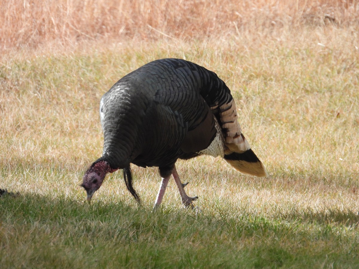 Wild Turkey - ML645358750