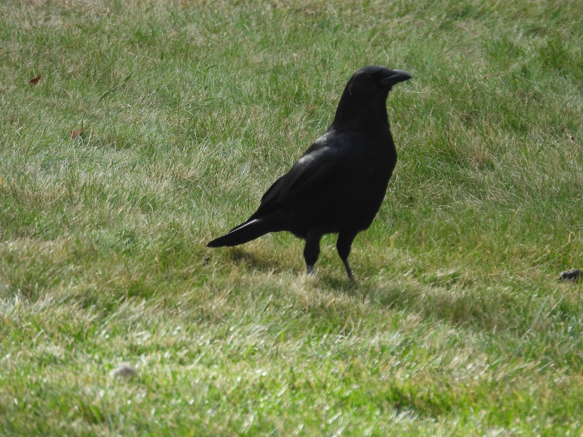 American Crow - ML645358770