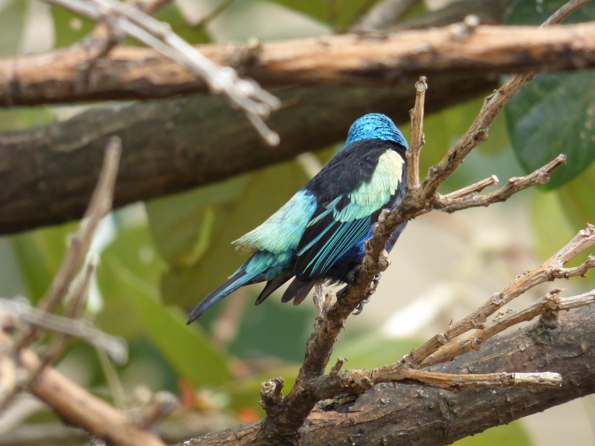 Лазурноголовая танагра - ML645358775