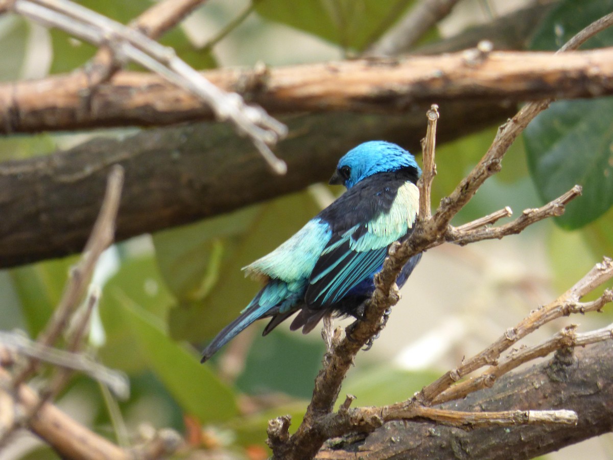 Лазурноголовая танагра - ML645358776