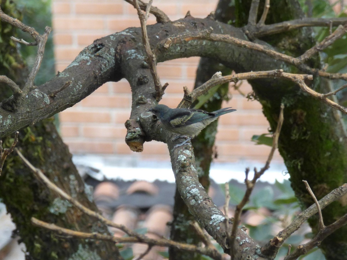 Лазурноголовая танагра - ML645358777