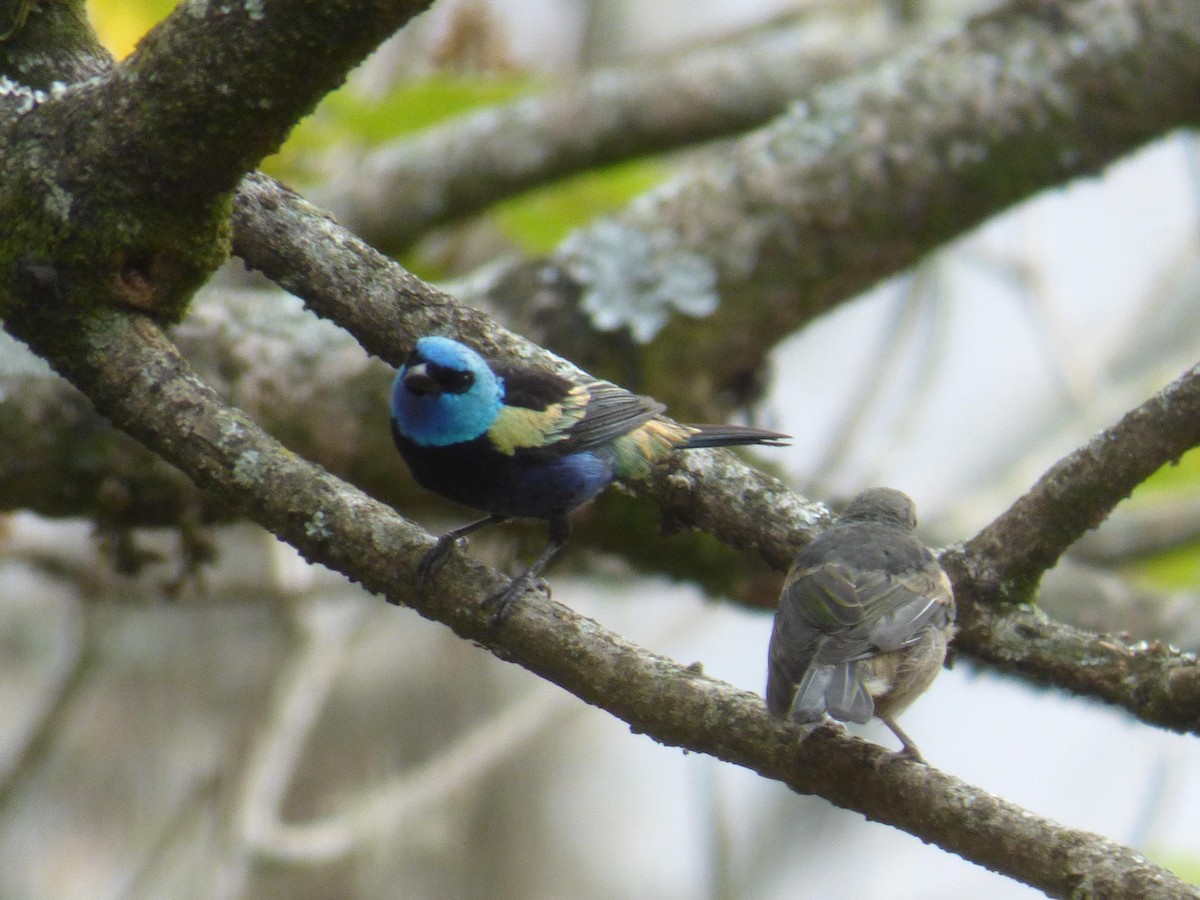 Лазурноголовая танагра - ML645358779