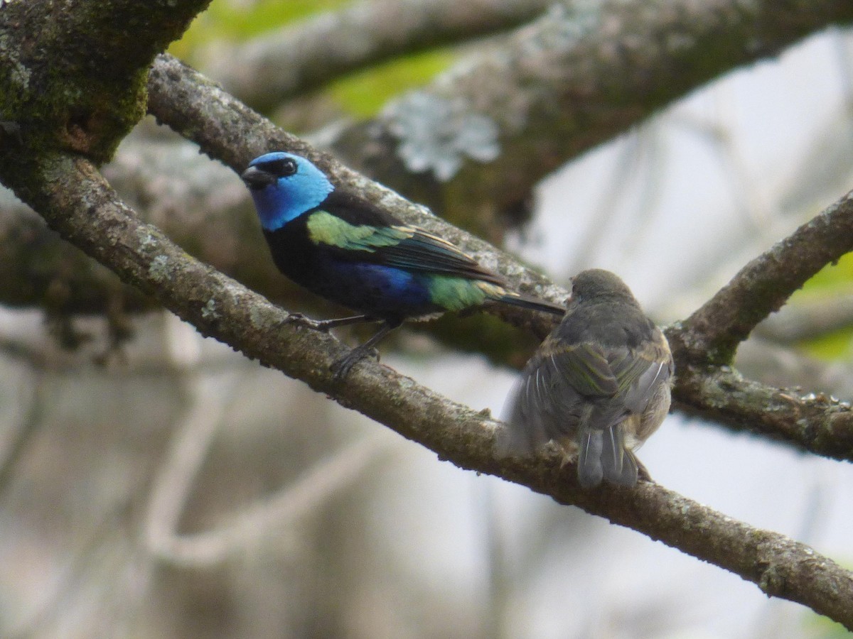 Лазурноголовая танагра - ML645358780