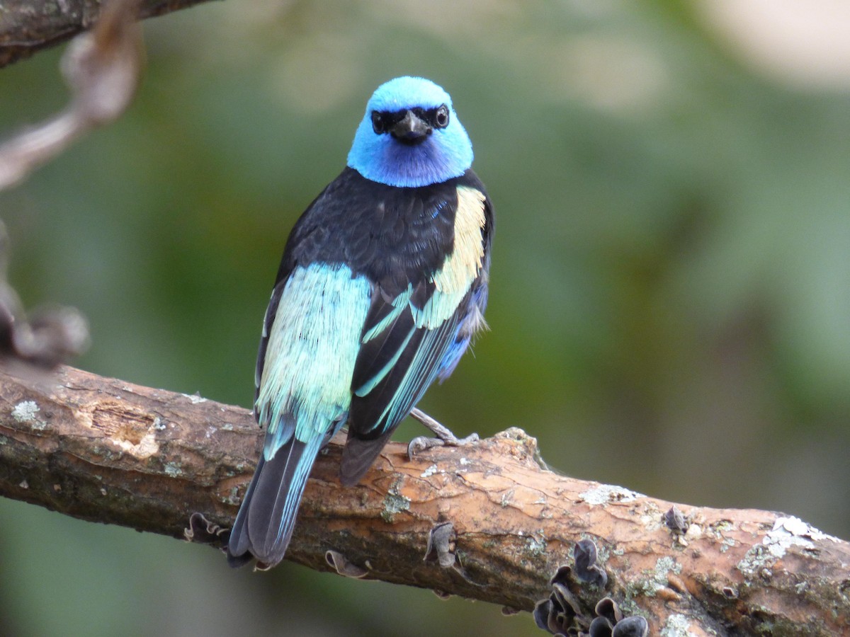 Лазурноголовая танагра - ML645358781