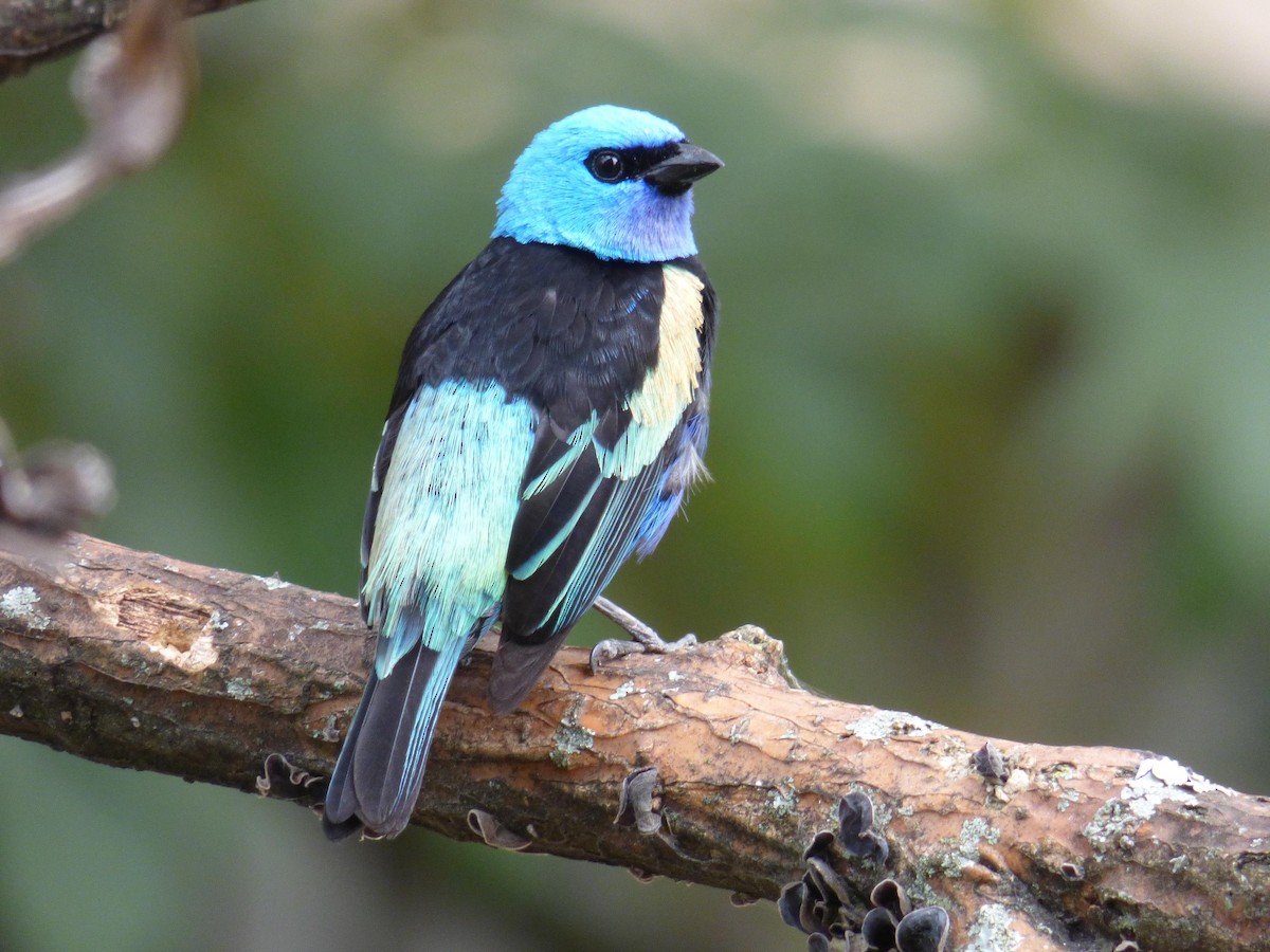 Лазурноголовая танагра - ML645358782