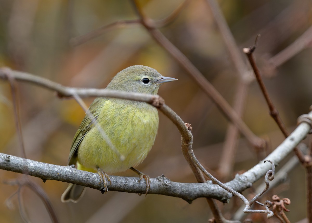 Orange-crowned Warbler - ML645358793
