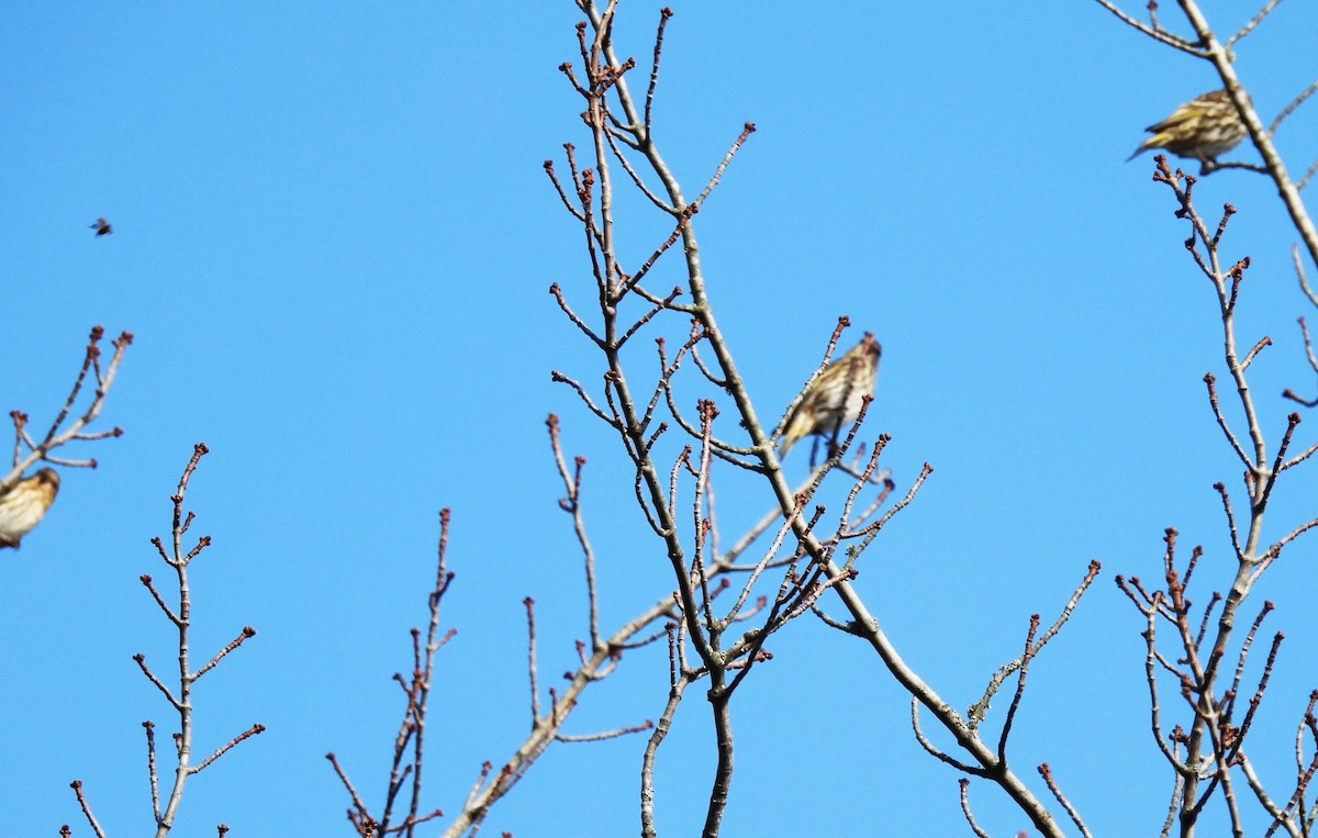 Pine Siskin - ML645358804