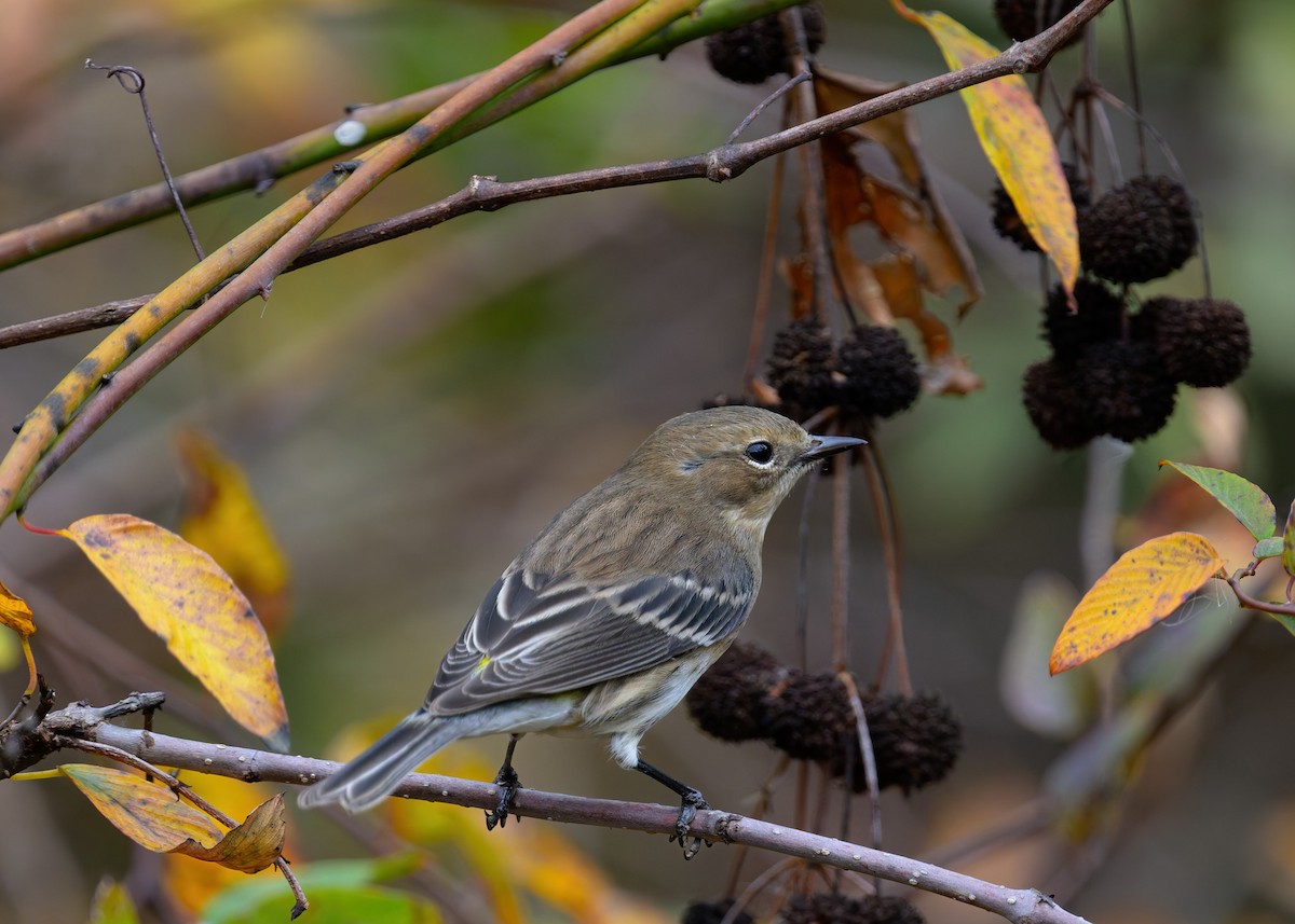 Yellow-rumped Warbler - ML645358805