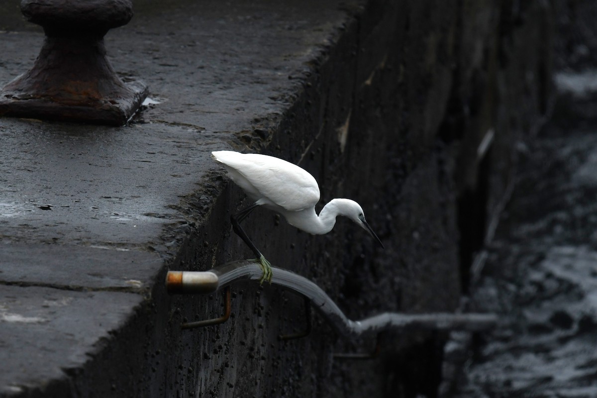 Garzetta - ML645358806