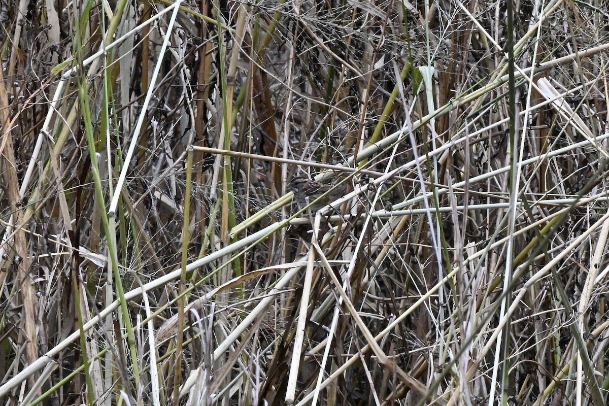 Белогорлая зонотрихия - ML645358809