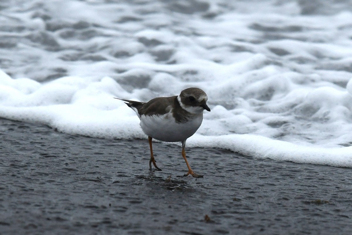 Corriere grosso - ML645358813