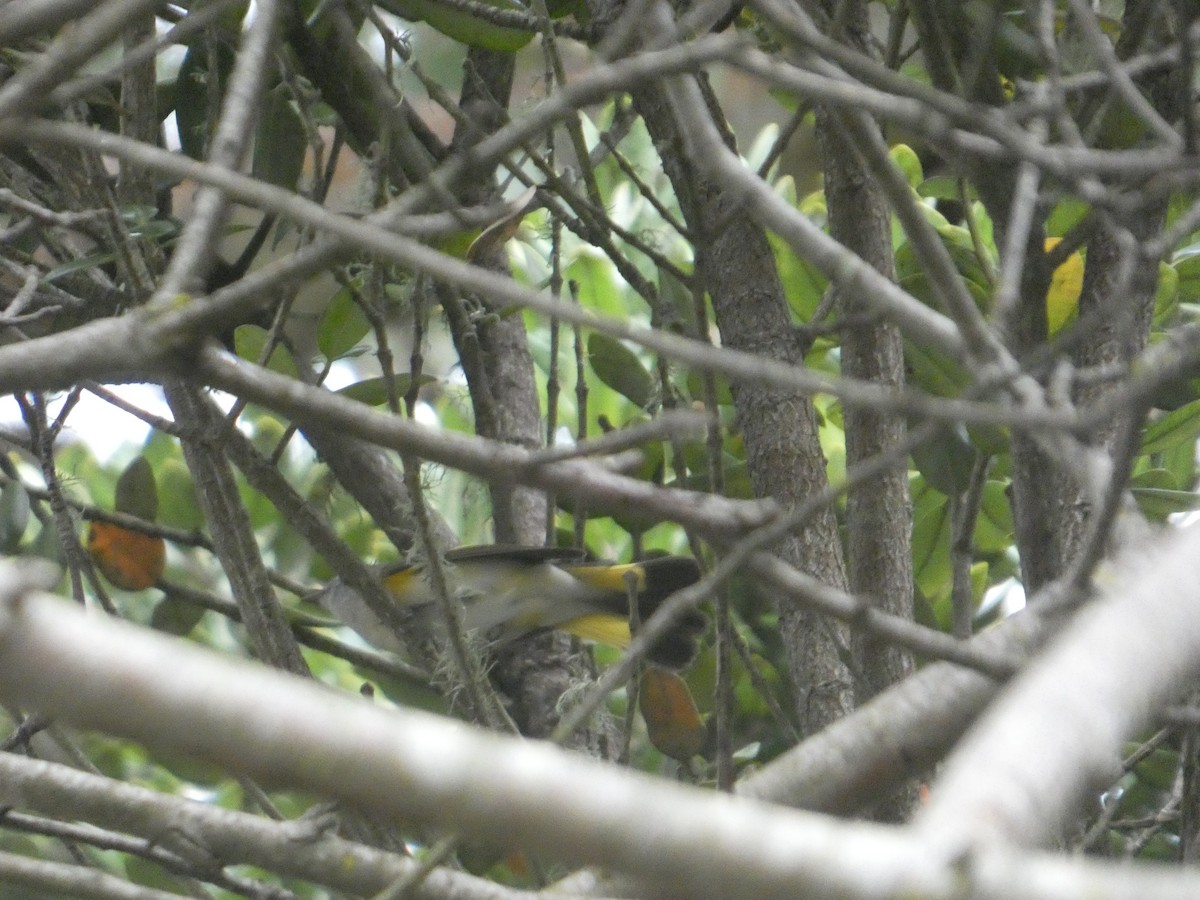 American Redstart - ML645358814