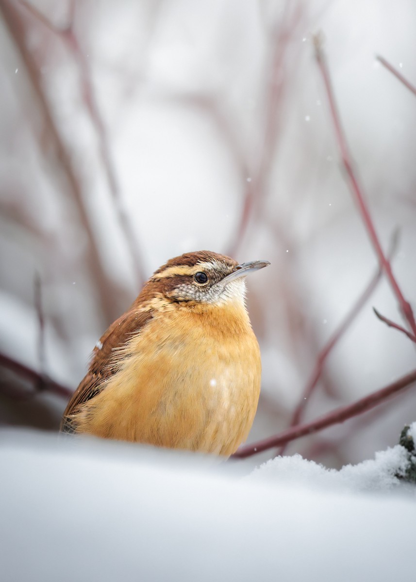 Carolina Wren - ML645358815