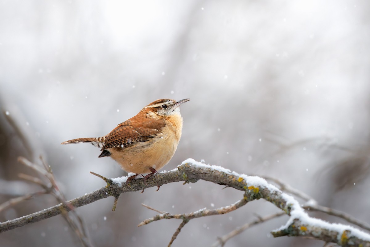 Carolina Wren - ML645358816