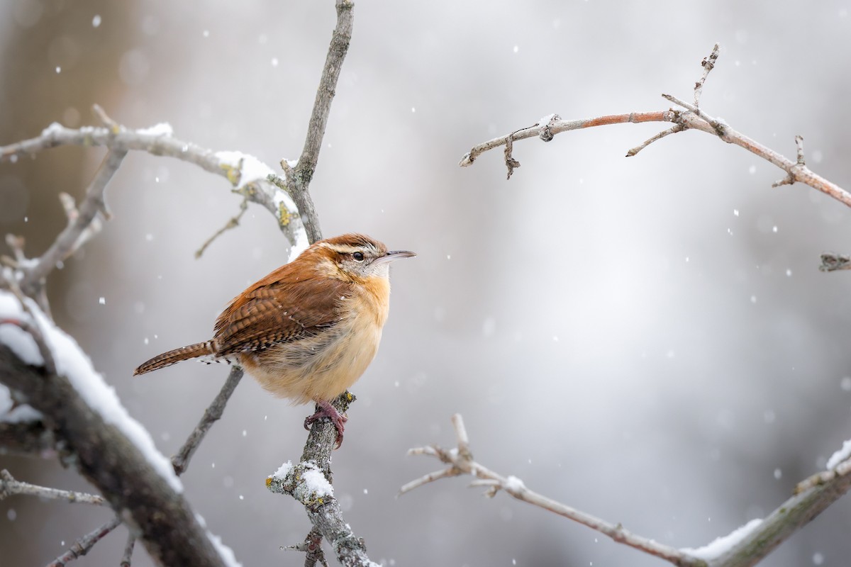 Carolina Wren - ML645358817