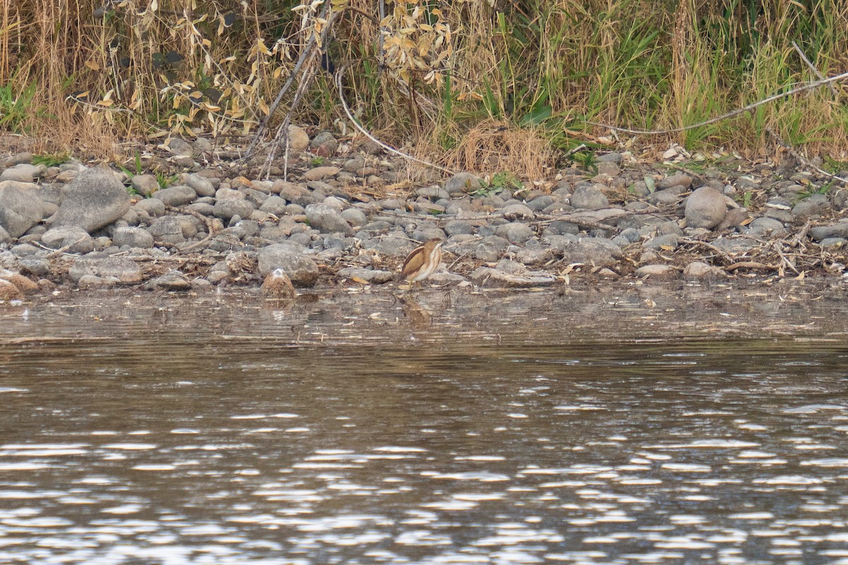 コヨシゴイ - ML645358819