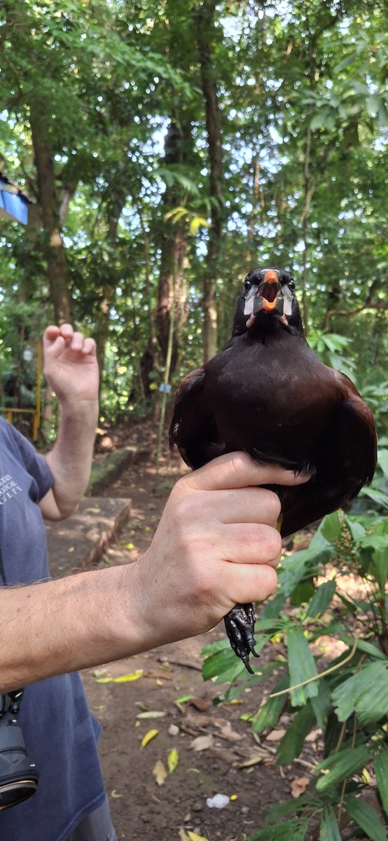 Montezuma Oropendola - ML645358824