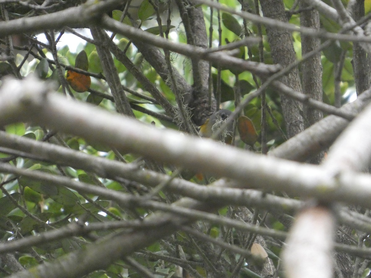 American Redstart - ML645358833