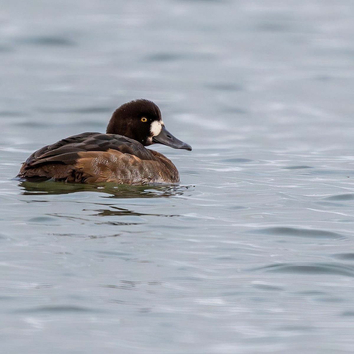 スズガモ - ML645358848