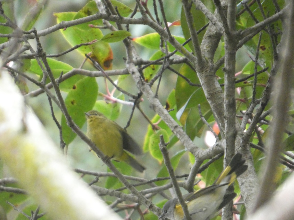American Redstart - ML645358850