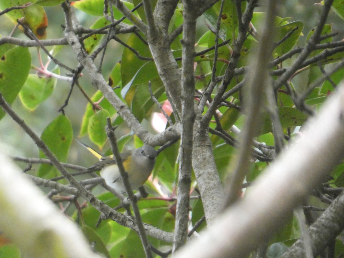 American Redstart - ML645358852