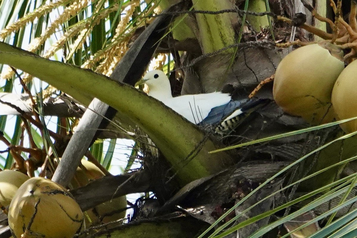 holub pobřežní - ML645358853