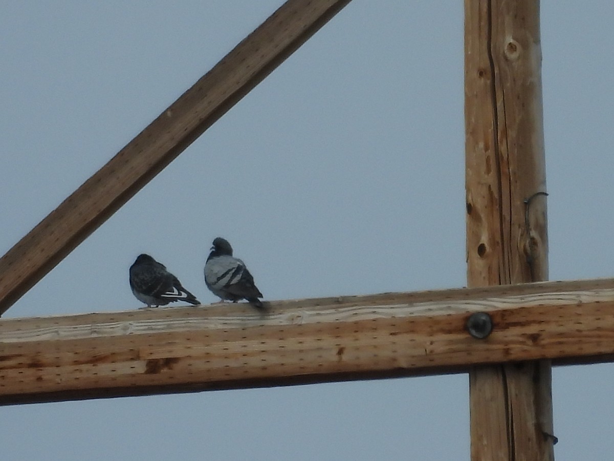 Rock Pigeon (Feral Pigeon) - ML645358857