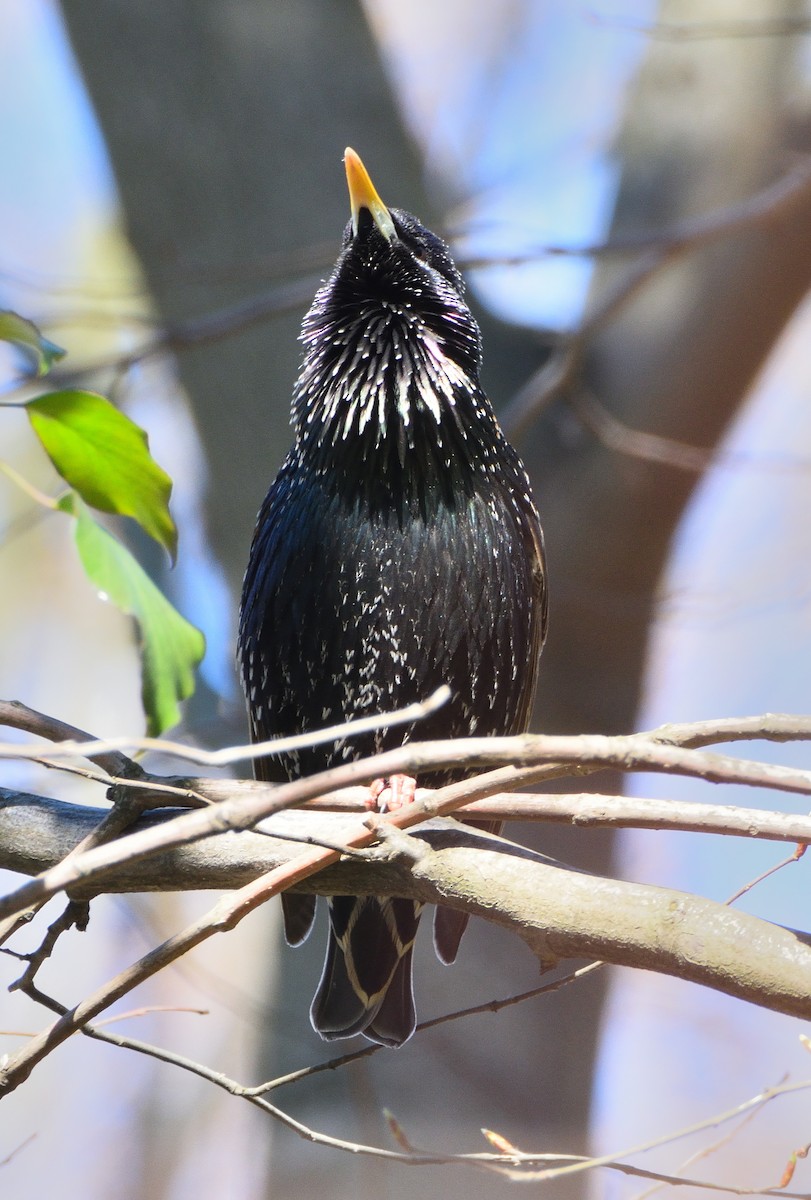 Шпак звичайний - ML645358863