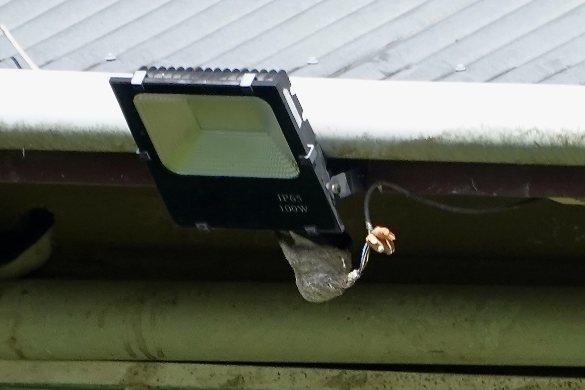 Bahçe Katmerkuyruğu - ML645358867