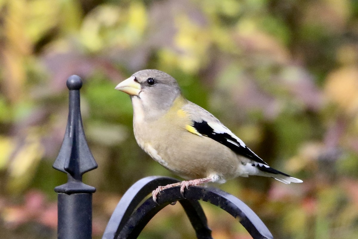 Evening Grosbeak - ML645358869